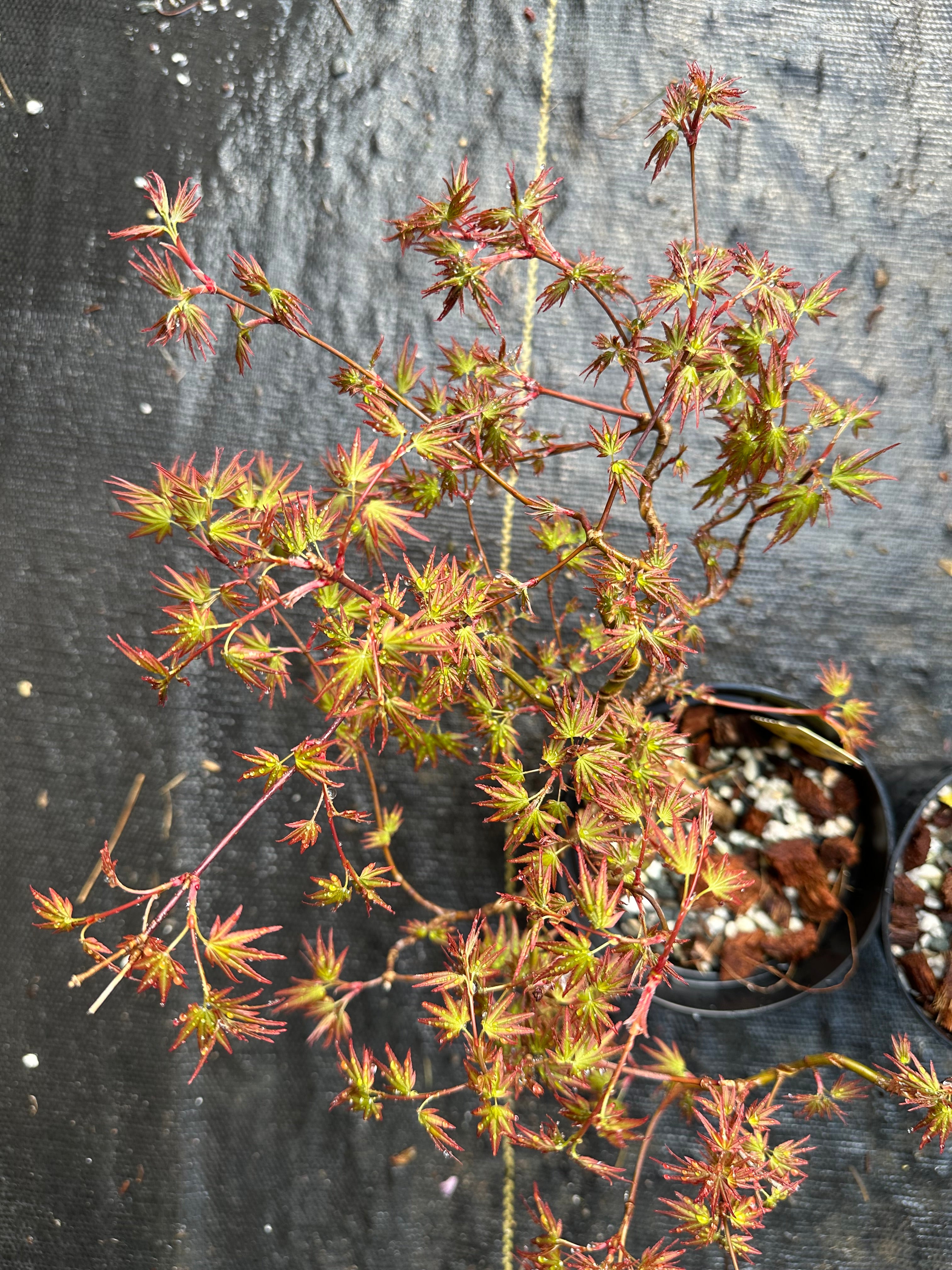 Acer palmatum 'Orihime'