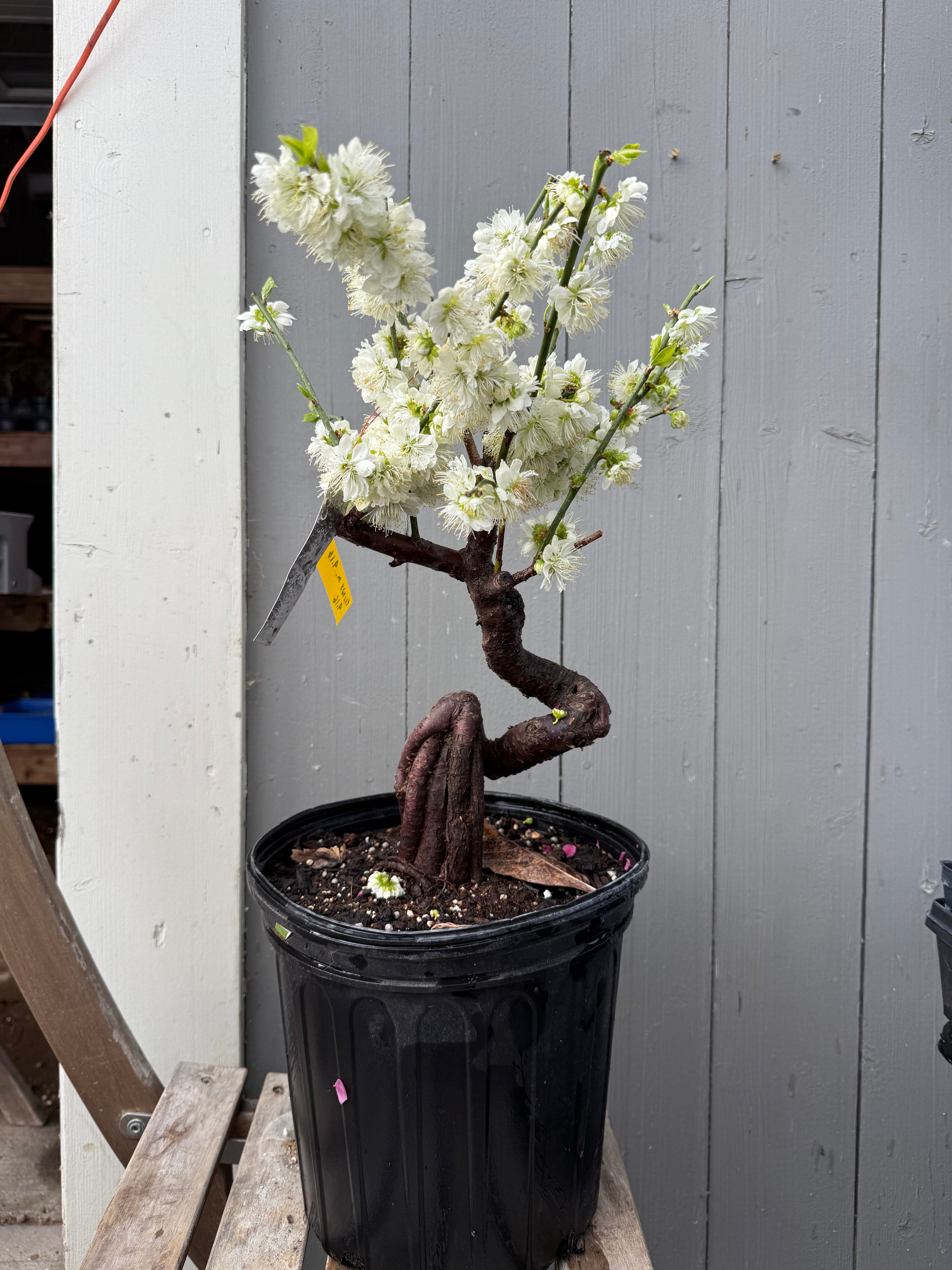 Prunus mume 'Nánjīng fùhuángxiāng'