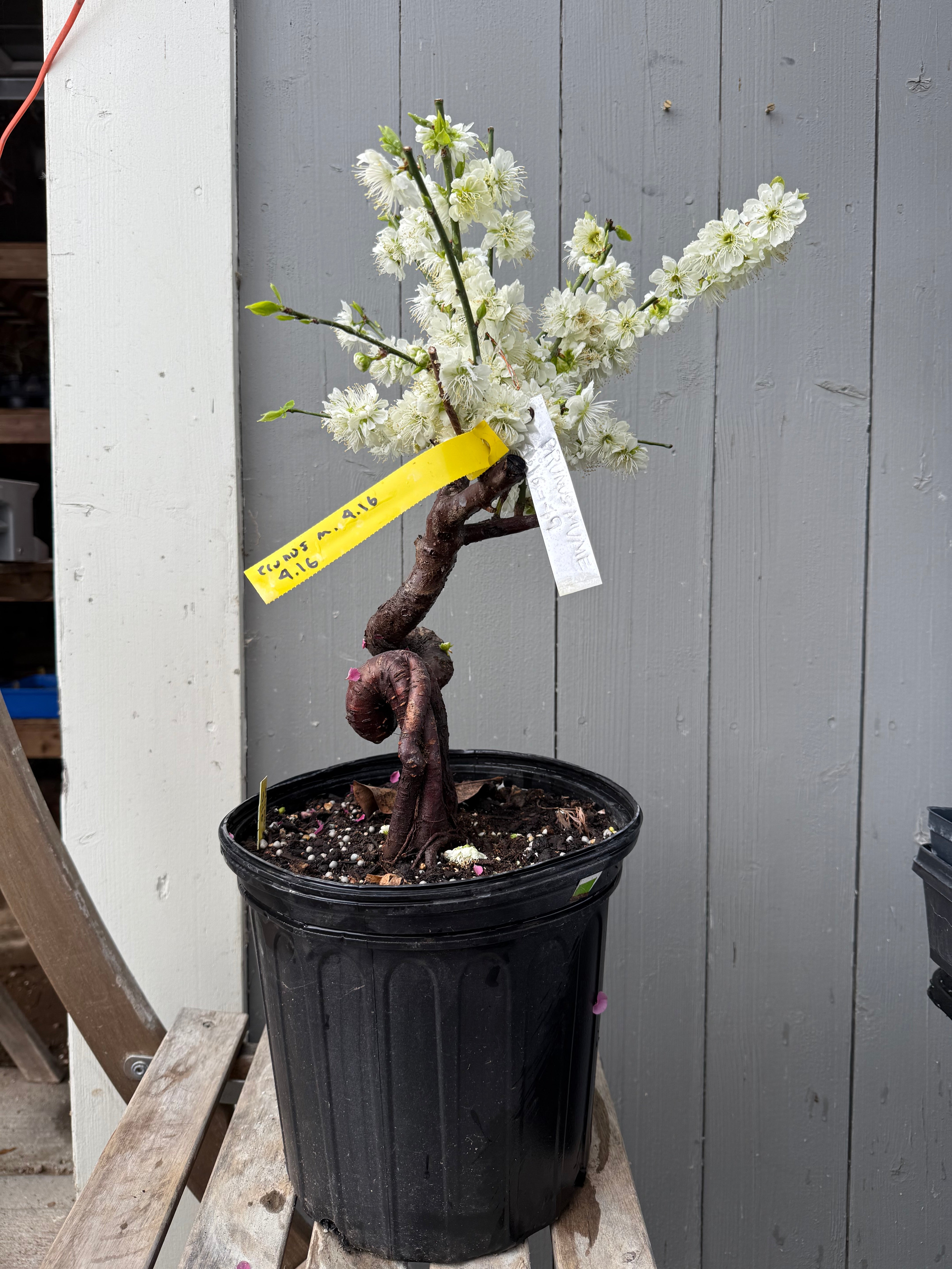 Prunus mume 'Nánjīng fùhuángxiāng'