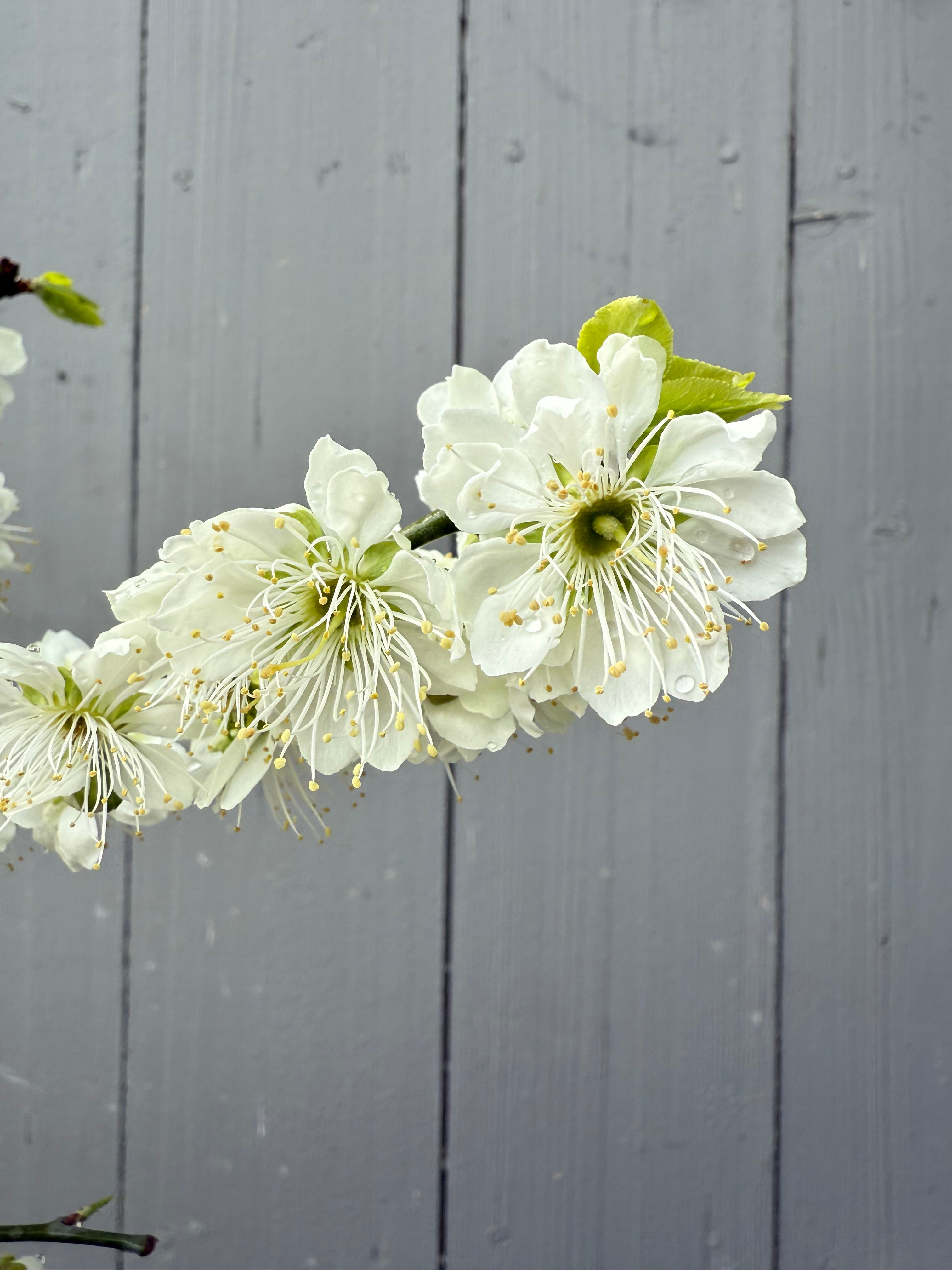 Prunus mume 'Nánjīng fùhuángxiāng'