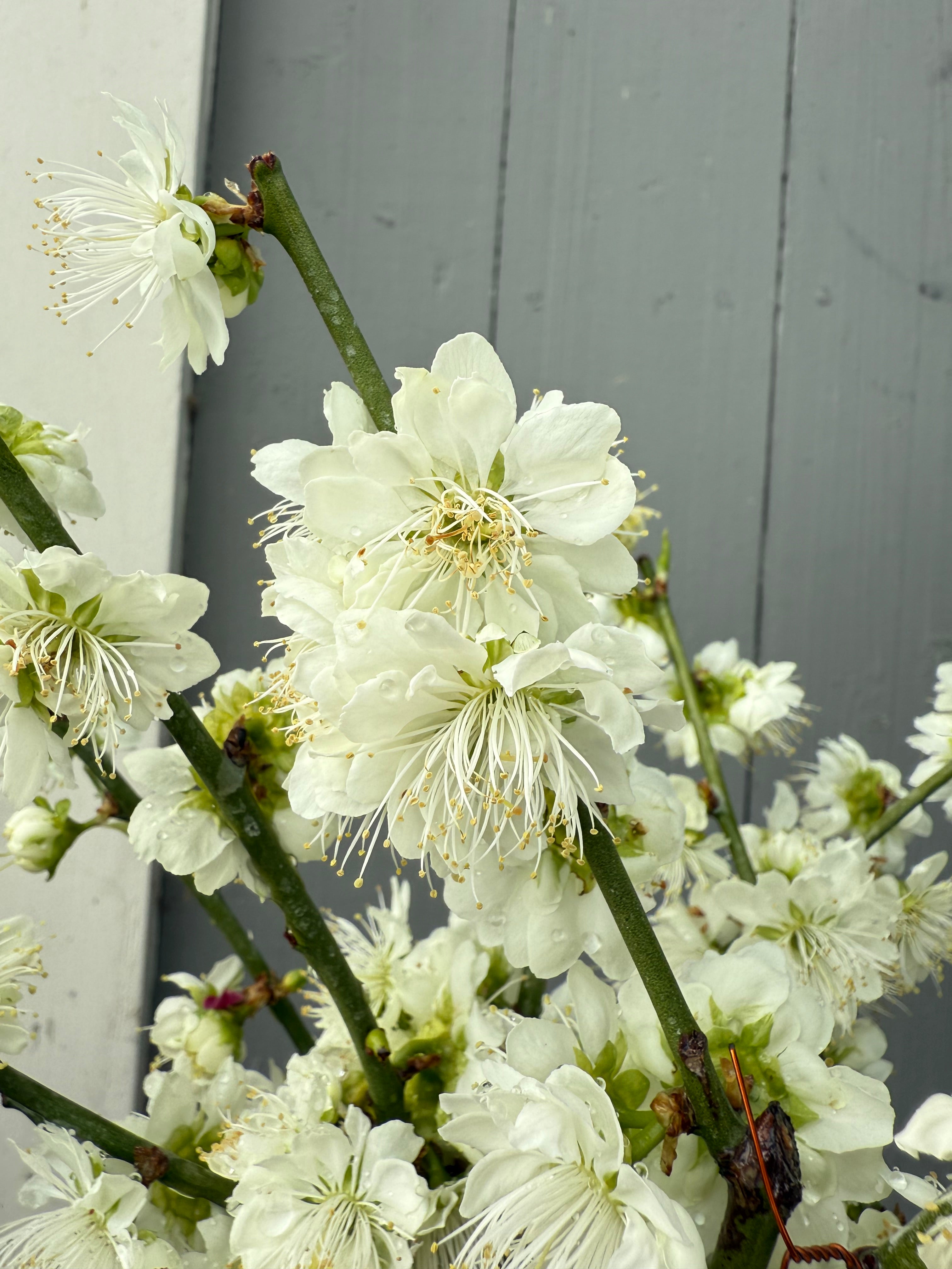 Prunus mume 'Nánjīng fùhuángxiāng'