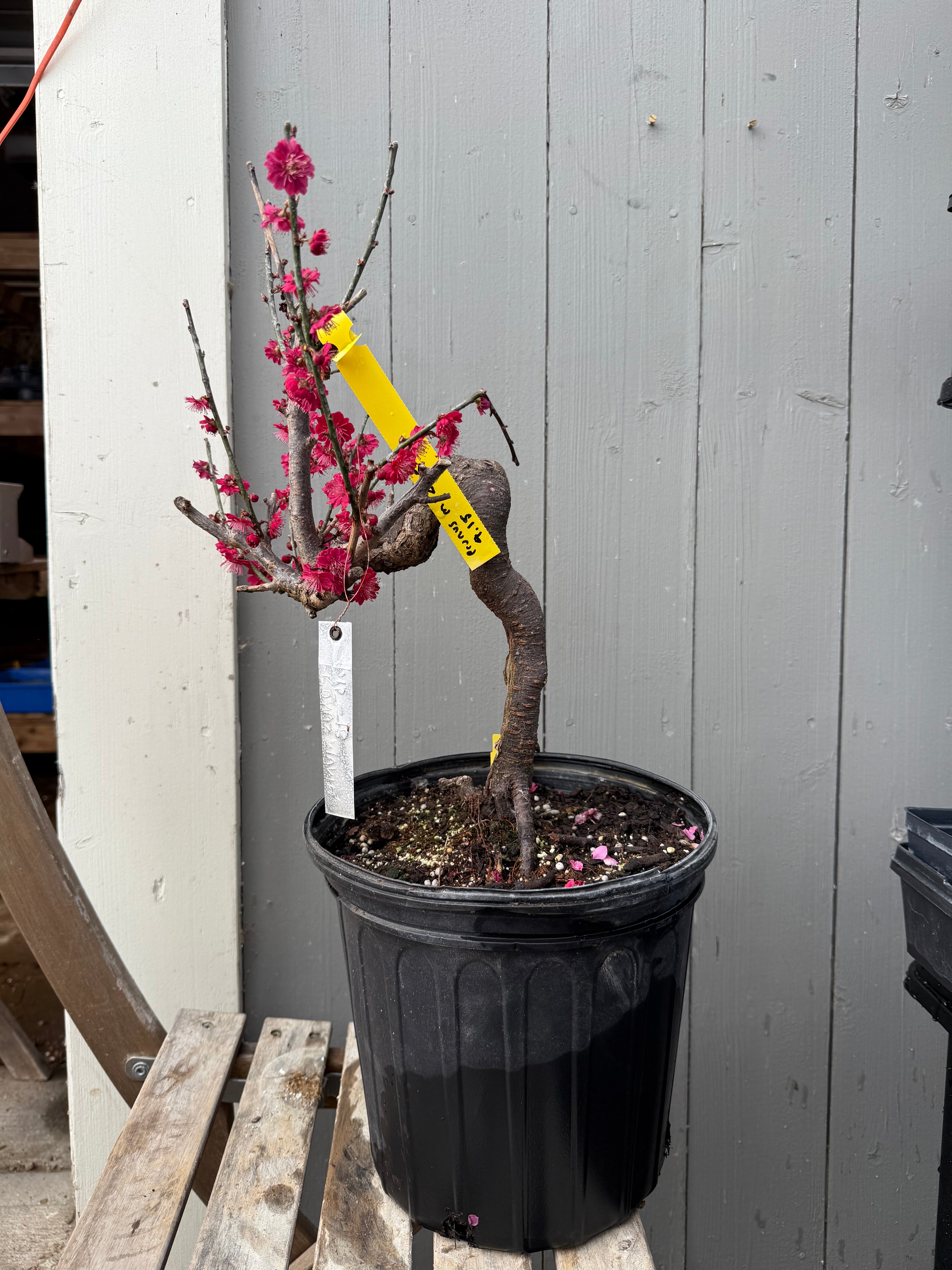 Prunus mume 'Hóngxū zhūshā'