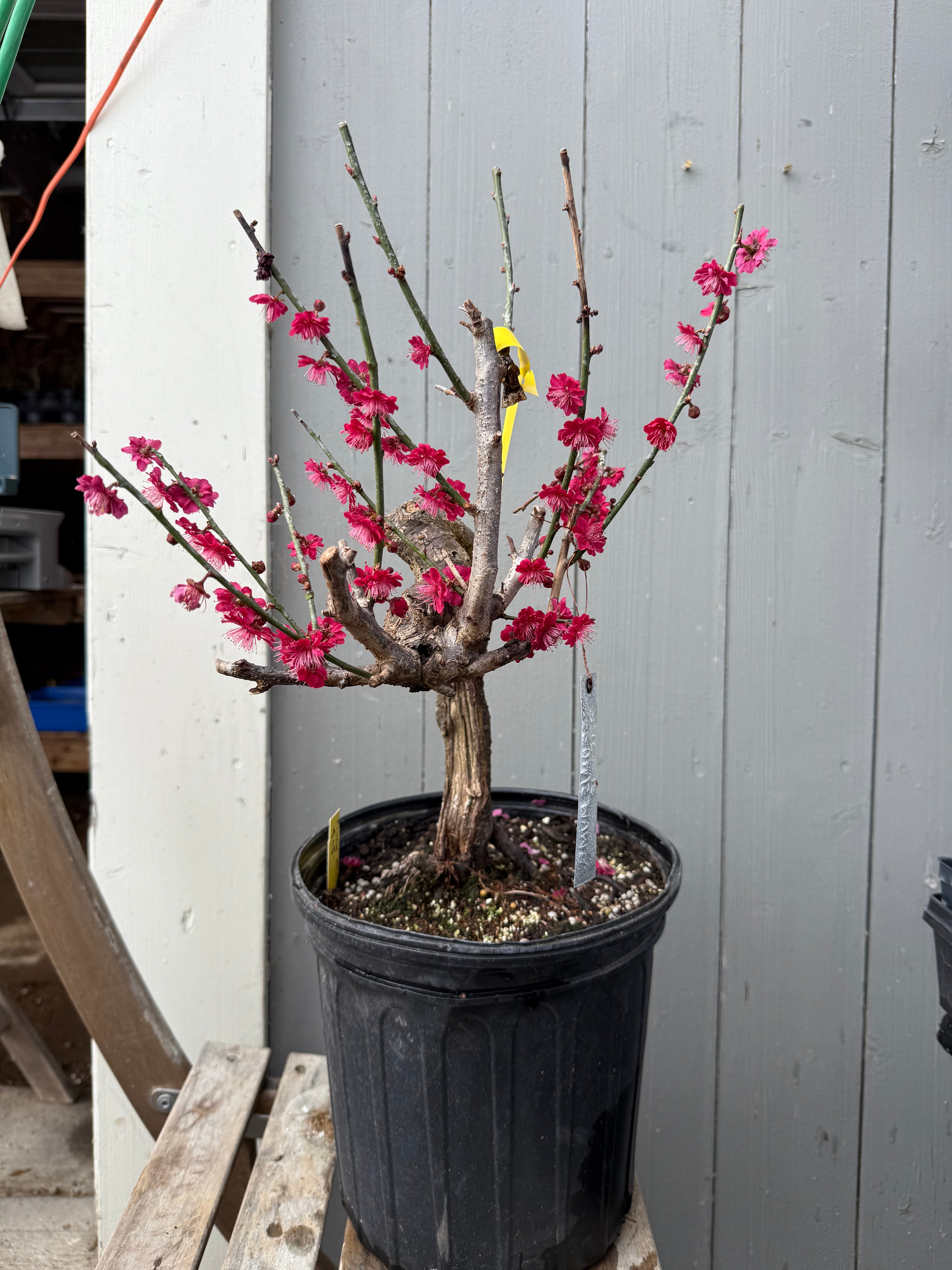 Prunus mume 'Hóngxū zhūshā'