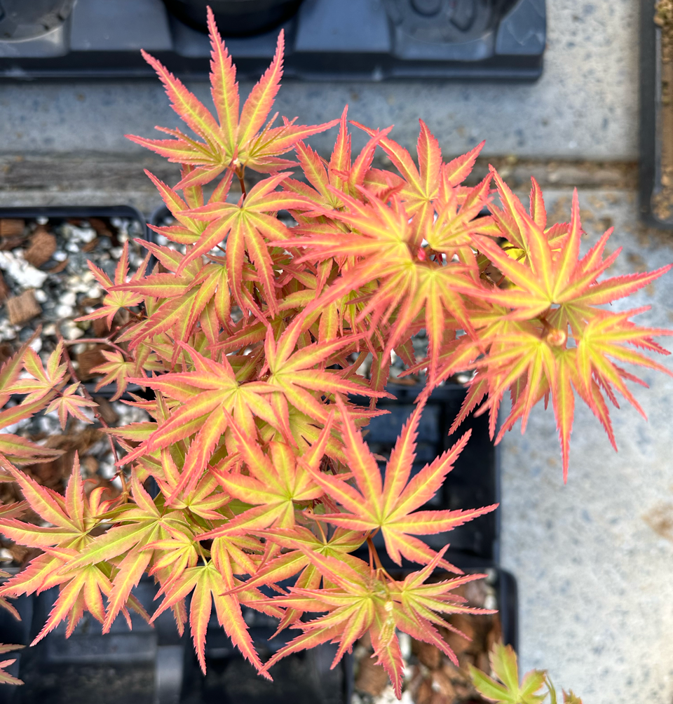 Acer palmatum 'Seigen'