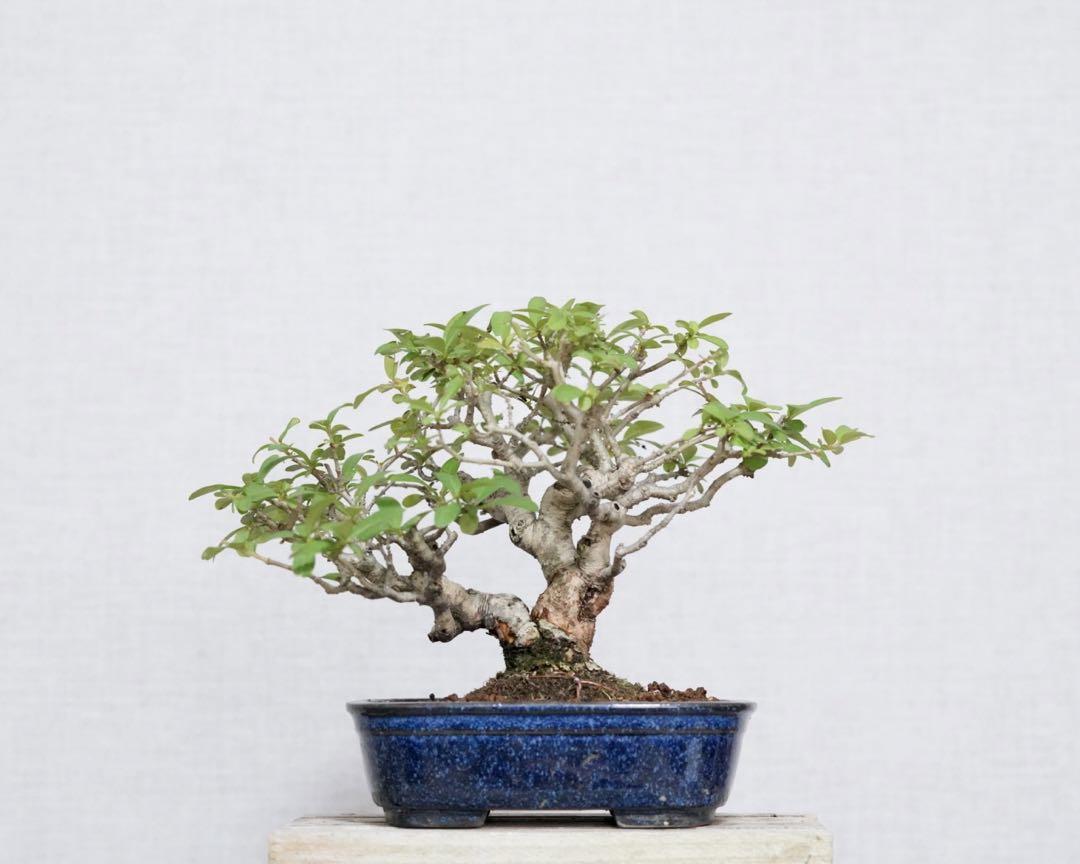 Ligustrum obtusifolium