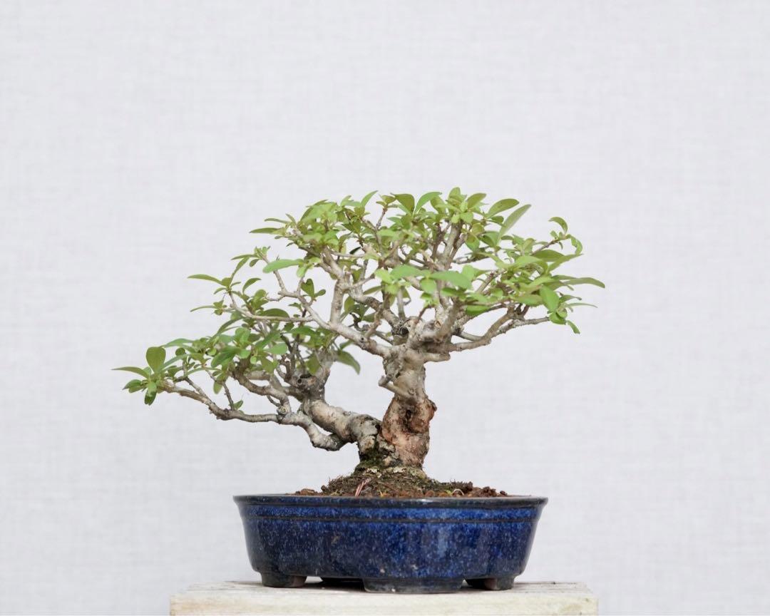 Ligustrum obtusifolium