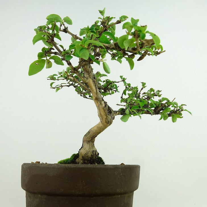 Lonicera gracilipes