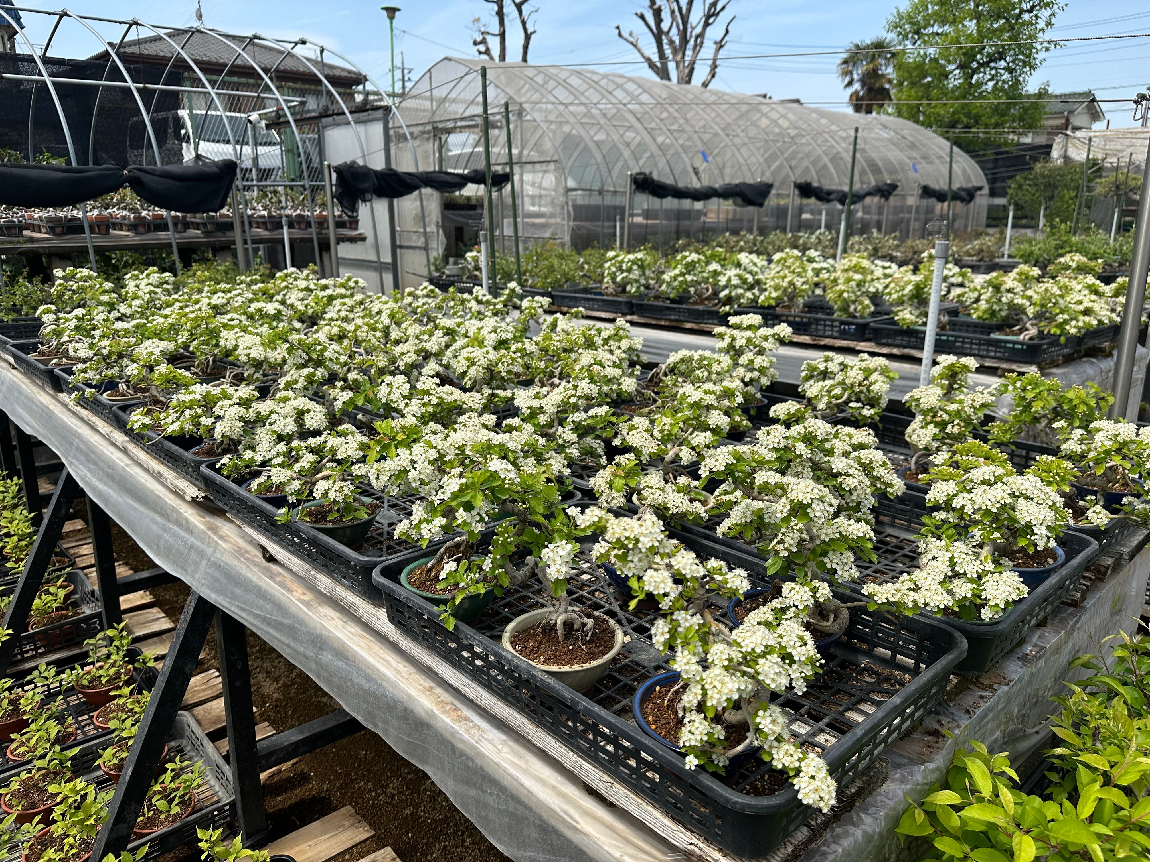 Crataegus cuneata 'Matsudaira'