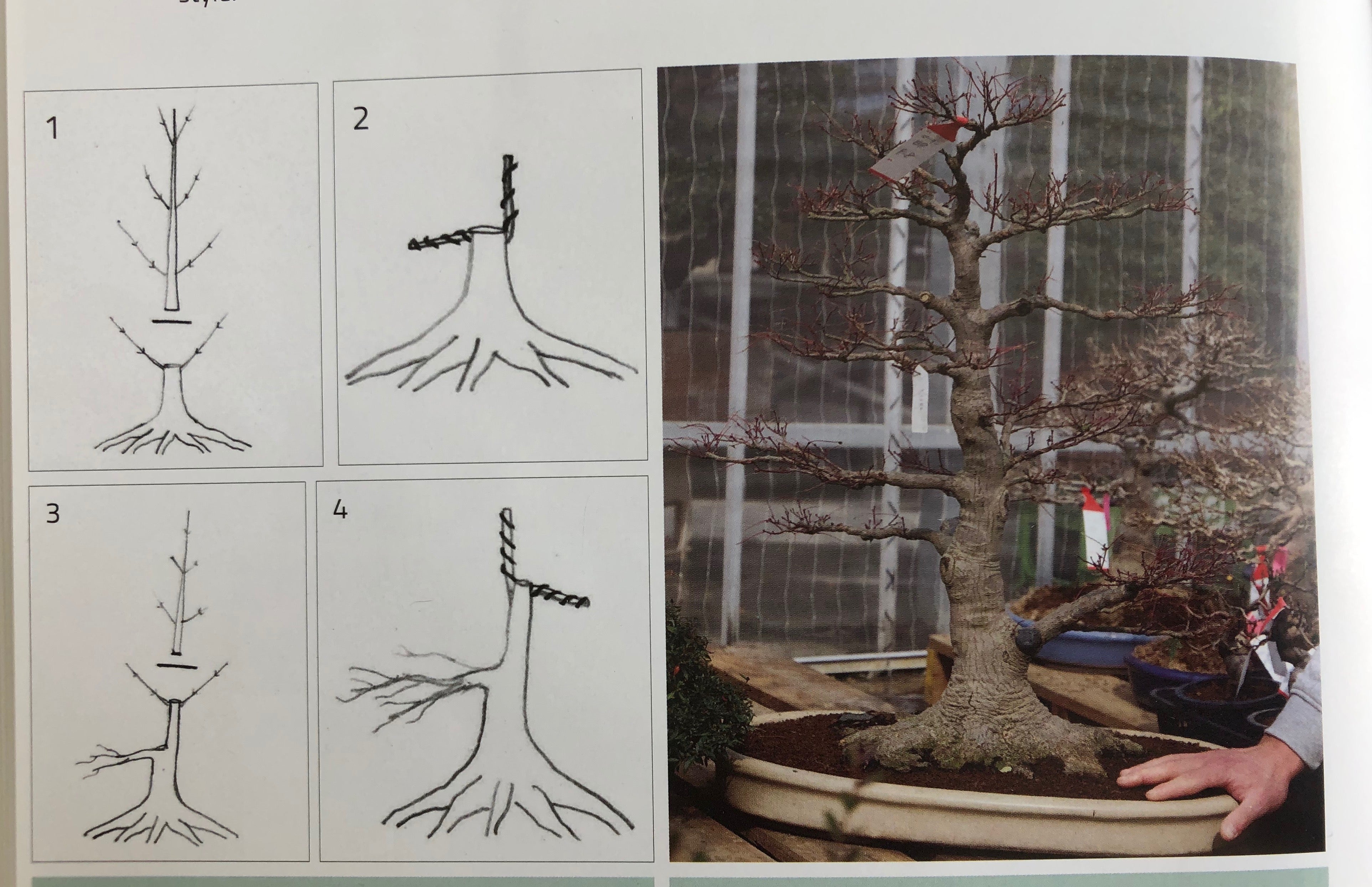 Acer palmatum (False Beni Chidori)