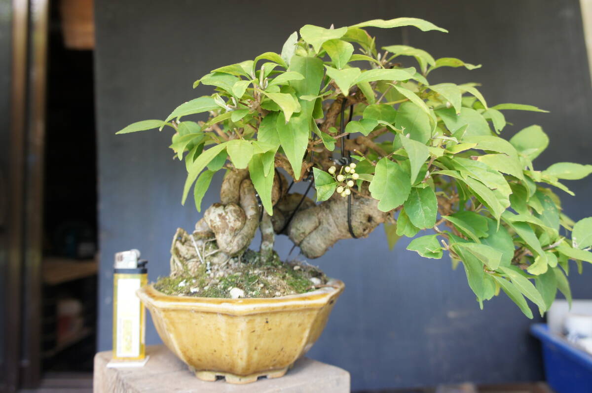 Callicarpa japonica