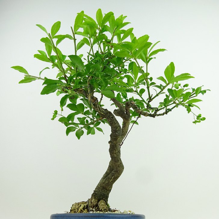 Euonymus