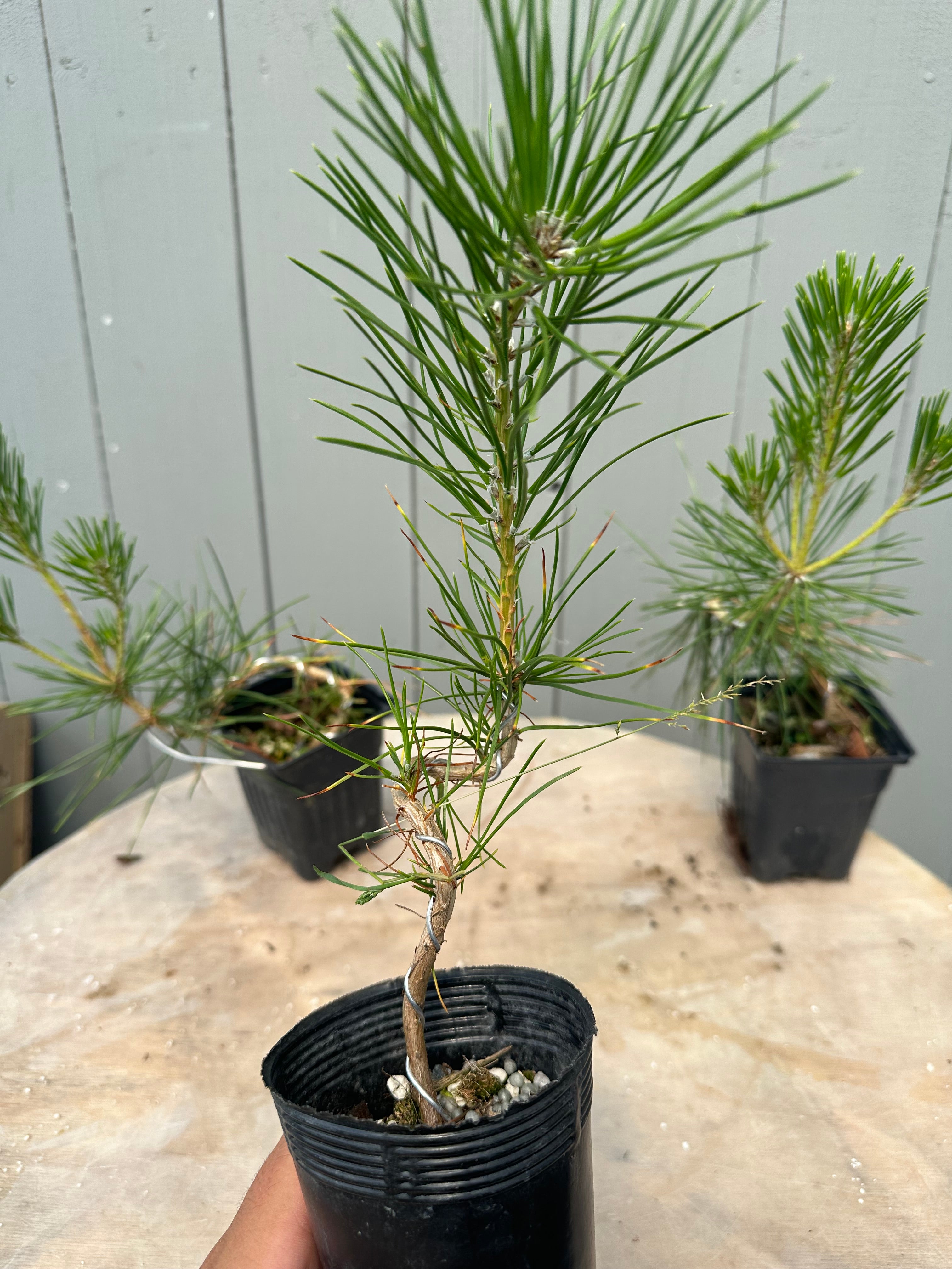 Pinus thunbergii