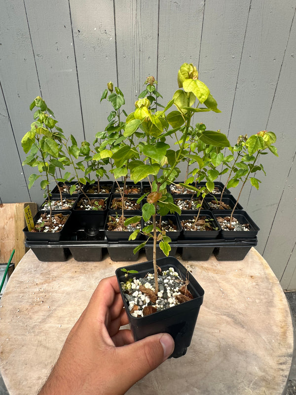 Acer buergerianum (seed-grown)