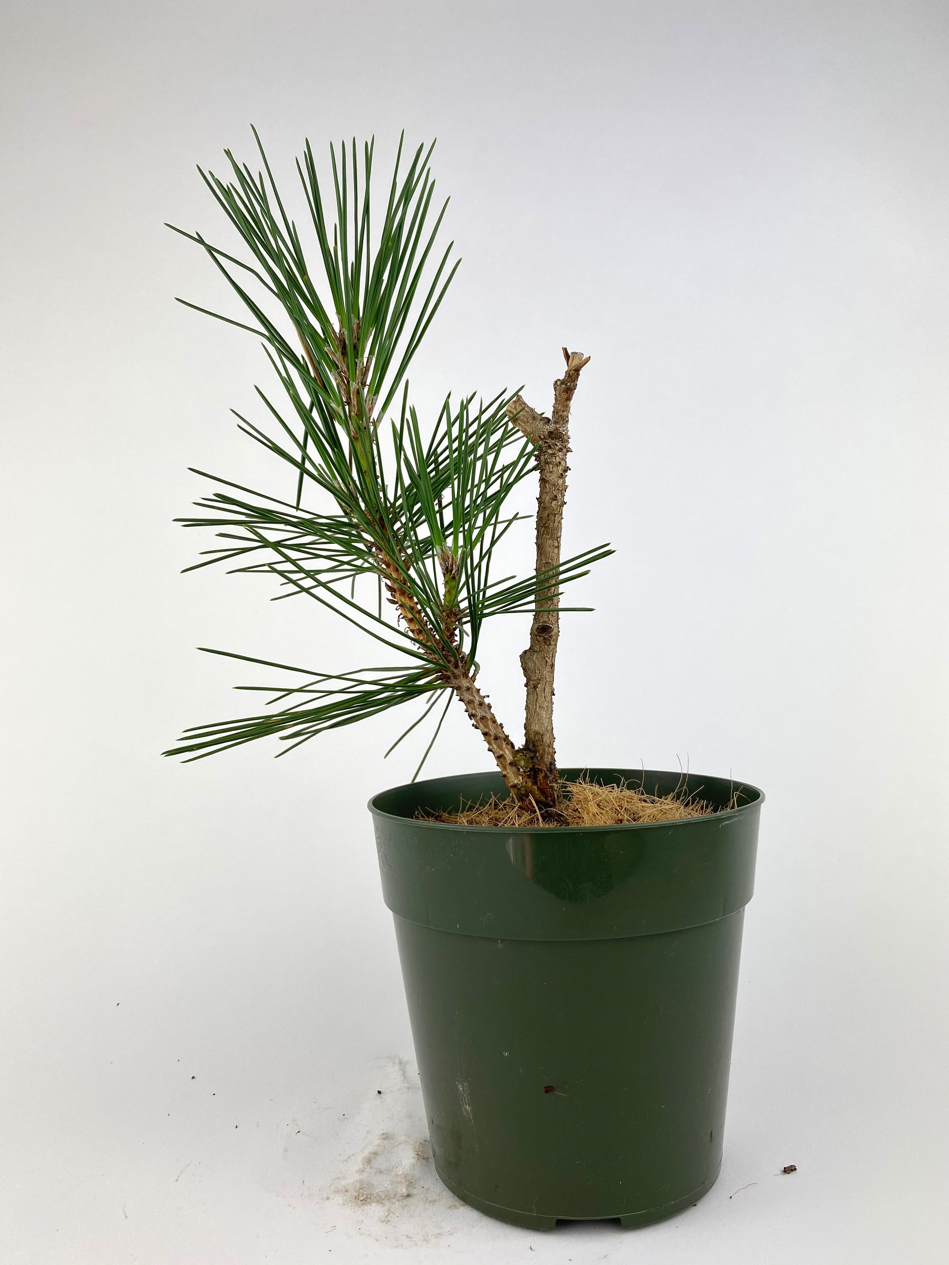 Pinus thunbergii 'Nishiki'