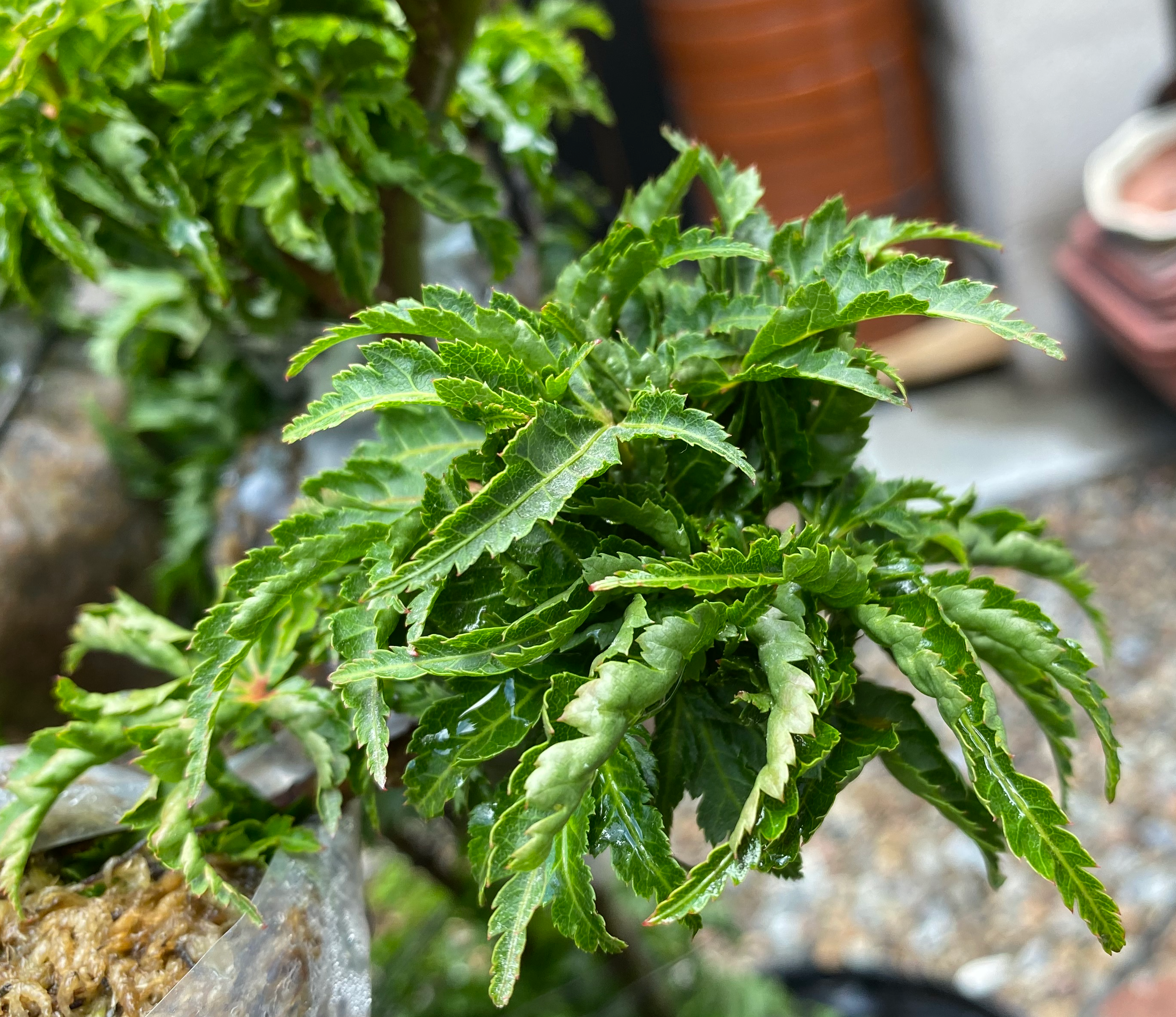 Acer palmatum 'Shishigashira'