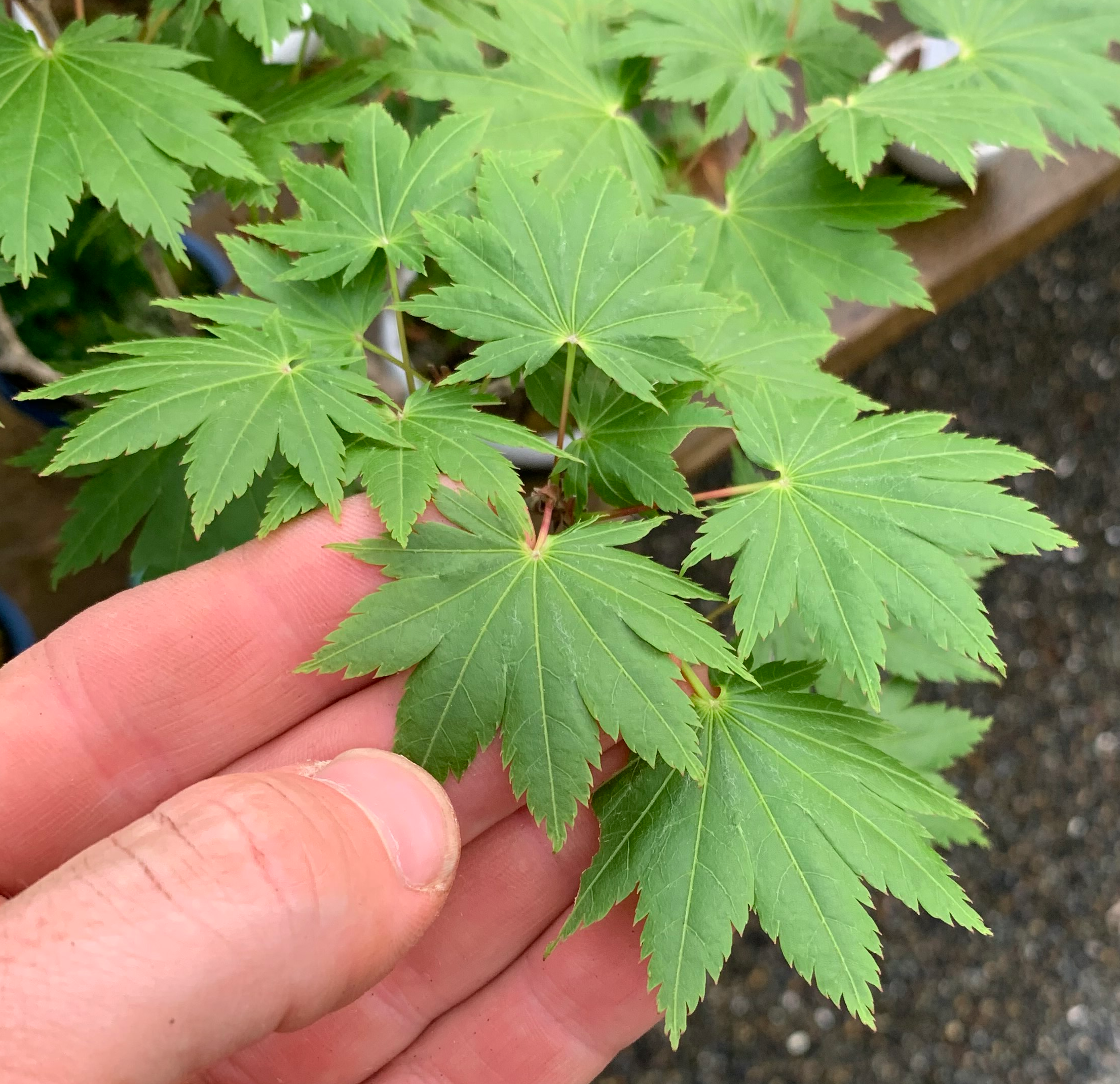 Acer tenuifolium 'Kohauchiwa'