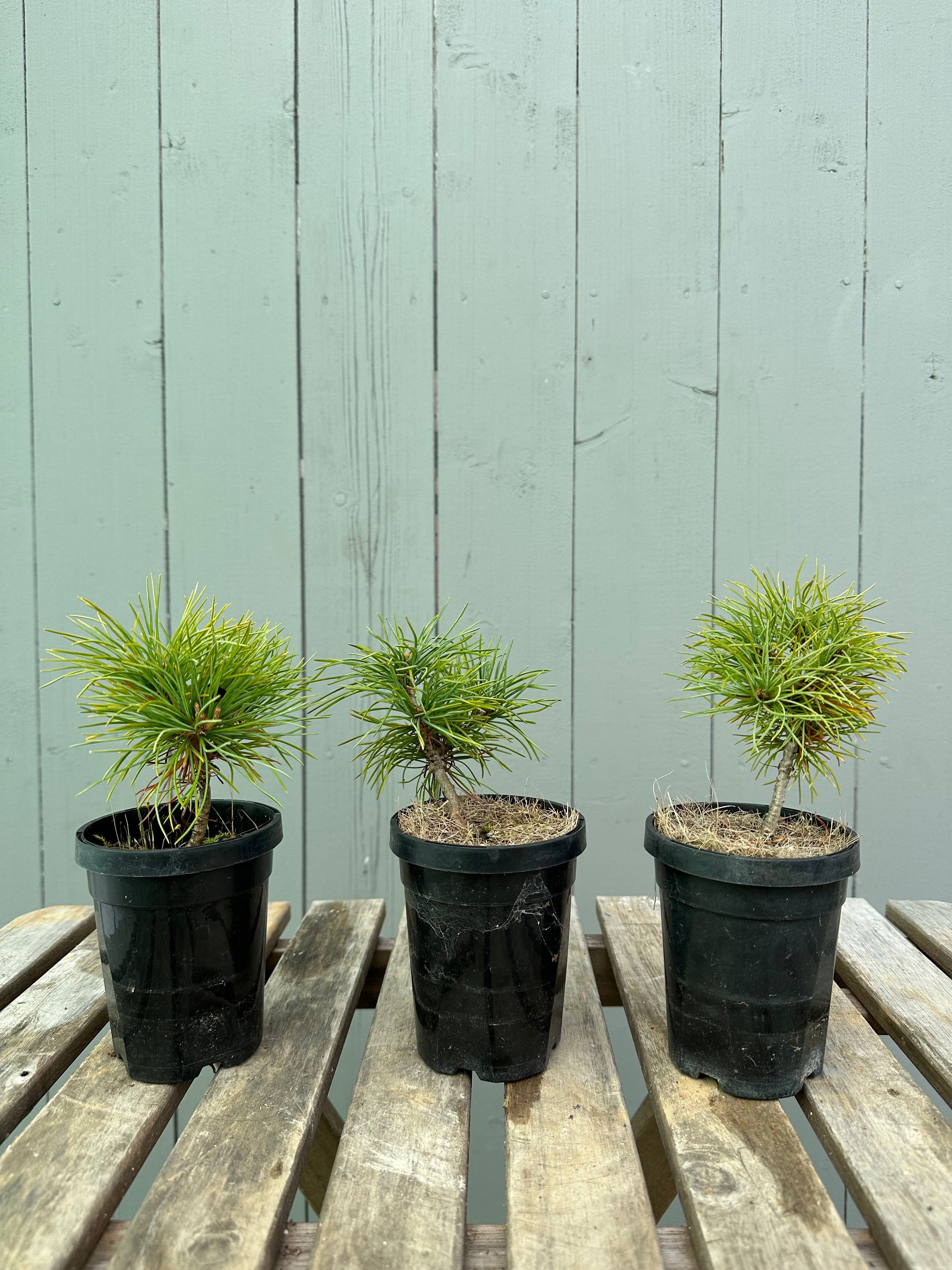 Japanese White Pine