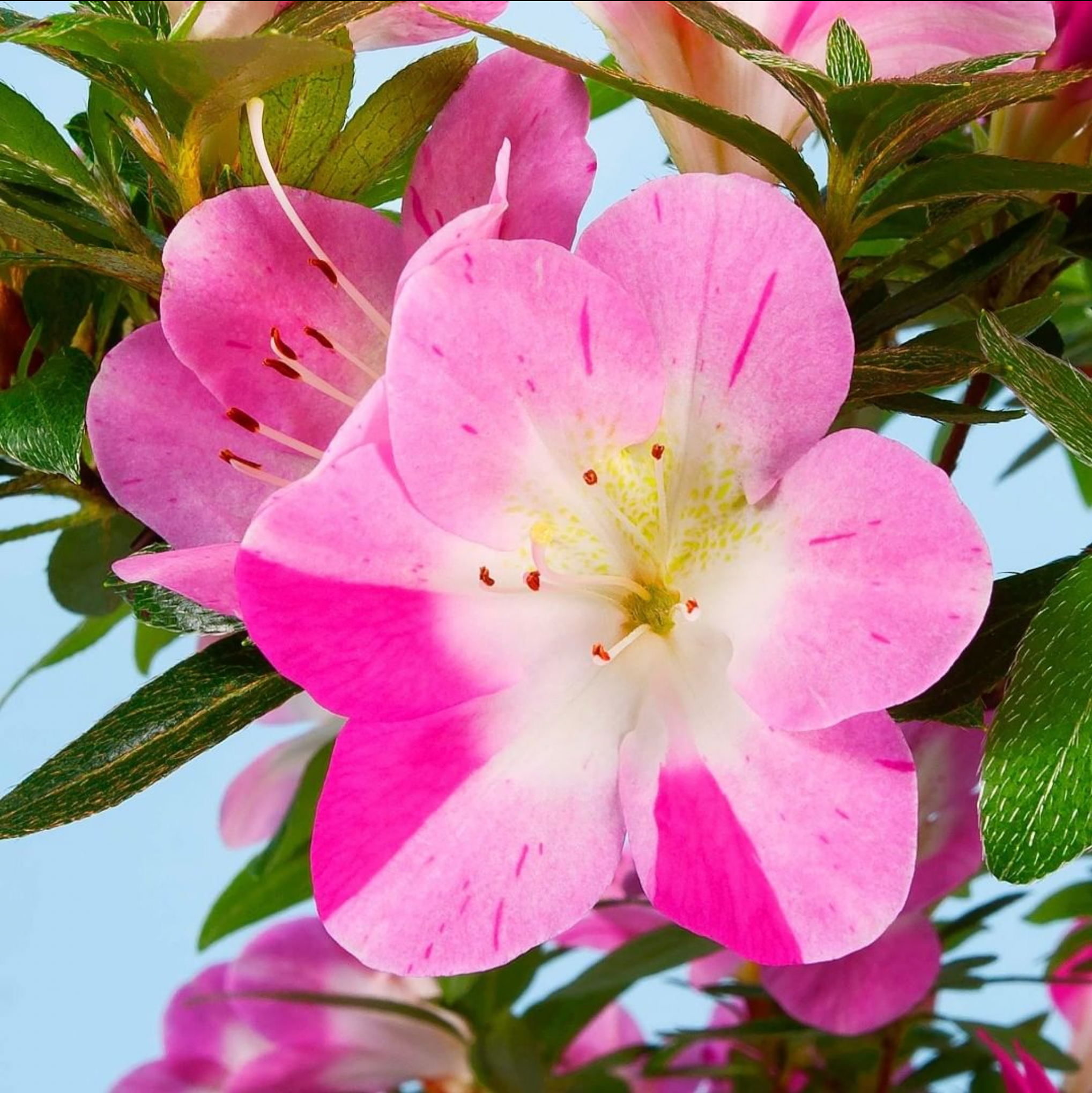 Satsuki Azalea 'Reiko'